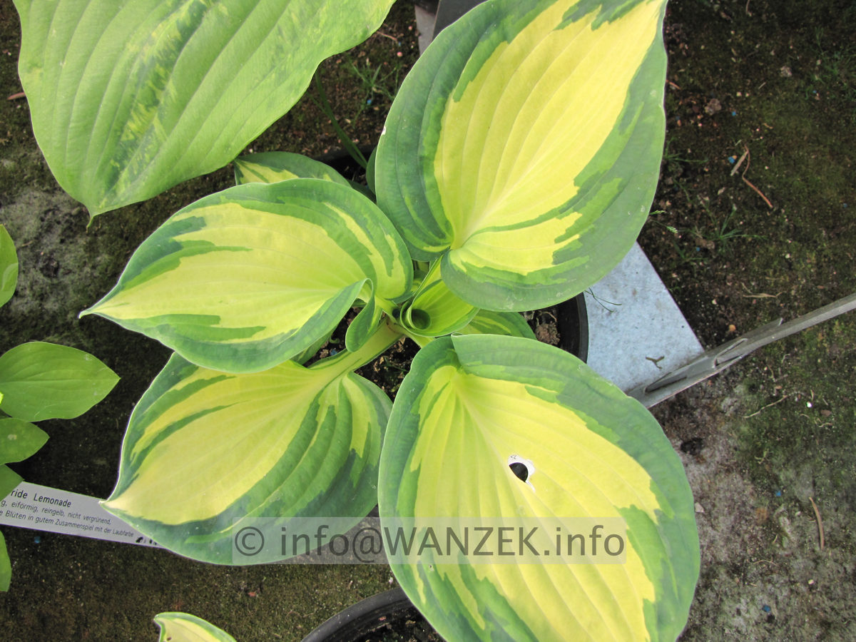 Hosta Hybride Great Expectations -Topf.JPG